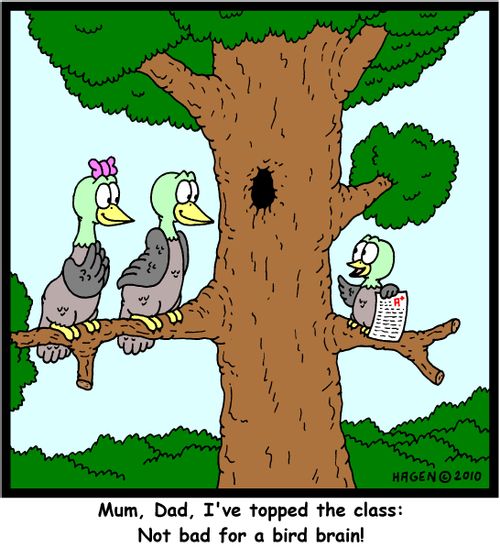 'Mum, Dad, I've topped the class: Not bad for a bird brain!'