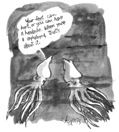 'Your feet can hurt, or you can have a headache.  Whn you're a cephalopod, that's about it.'