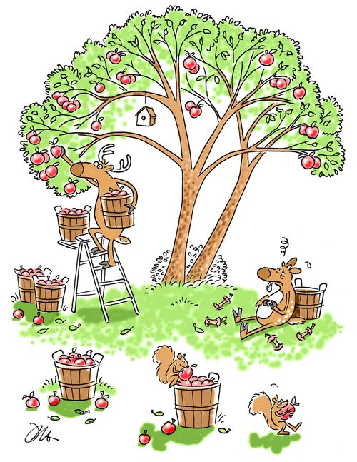 Deer collecting apples.