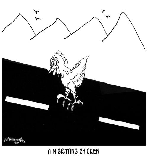 A Migrating Chicken