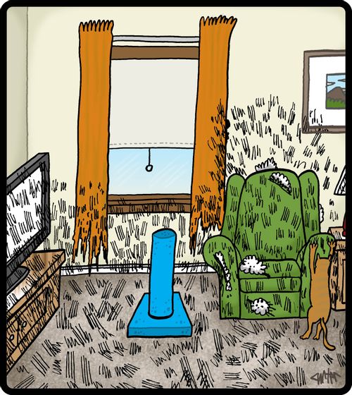 House cat scratching everything but scratching post.