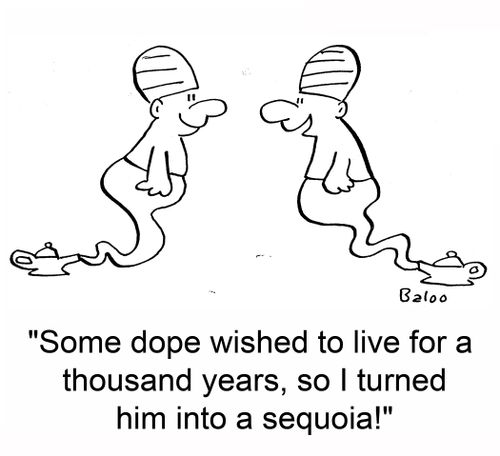 'Some dope wished to live for a thousand years, so I turned him into a sequoia!'