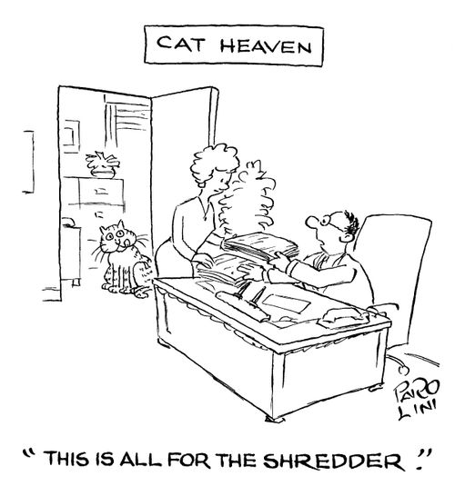 'Cat Heaven.'