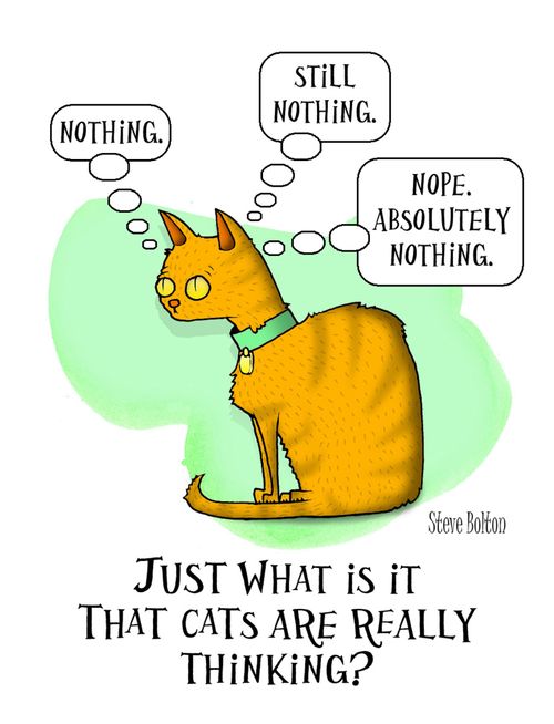 'Just what is it that cats are really thinking?'