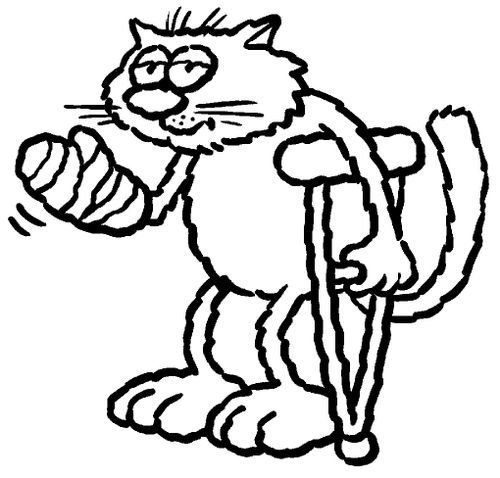 Cat in bandages.