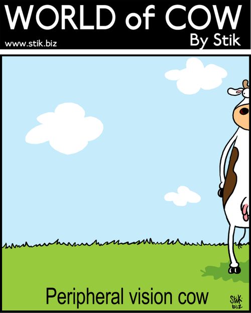 Peripheral vision cow