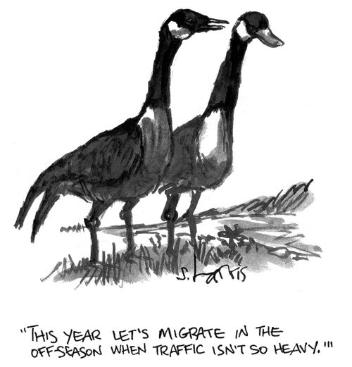'This year let's migrate in the off-season when traffic isn't so heavy.'