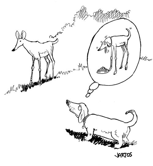 Dog with an eating disorder