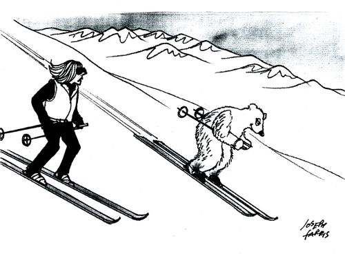 Bear skiing.