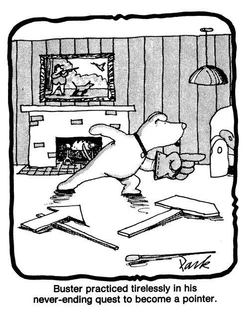 Buster practised tirelessly in his never-ending quest to become a pointer.