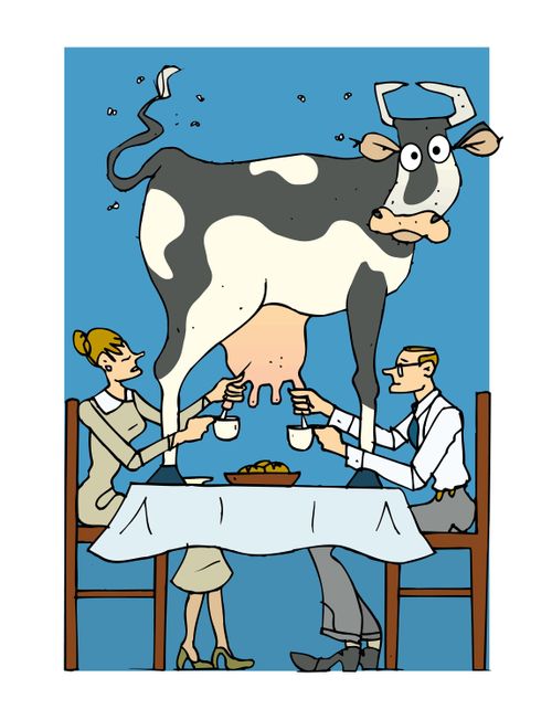 Couple having breakfast and getting some fresh milk from a cow on the table.