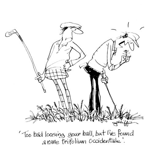 'Too bad loosing your ball, but I've found a rare Trifolium Occidentale.'