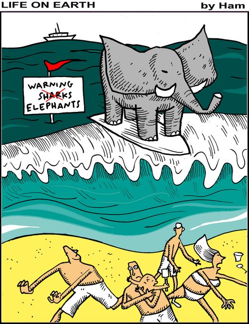 Beach warning: elephants!