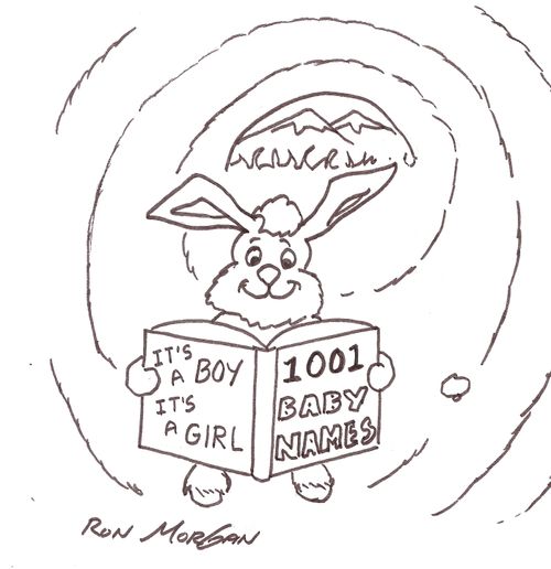 Rabbit reads book entitled '1001 Baby Names'