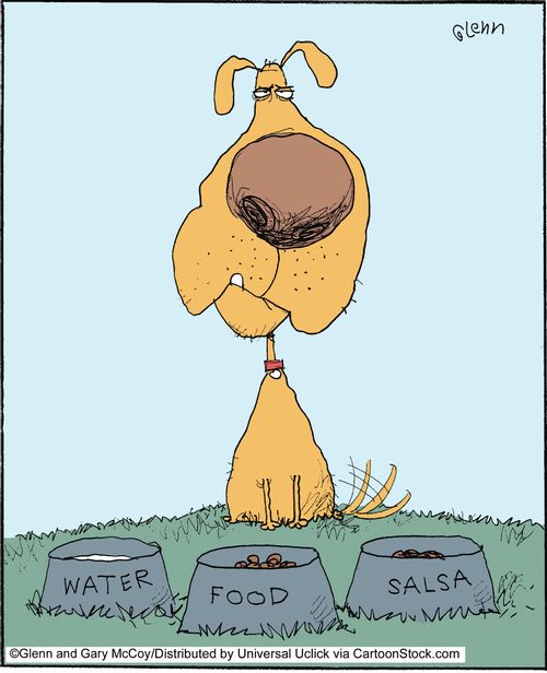 Choices that face a dog.