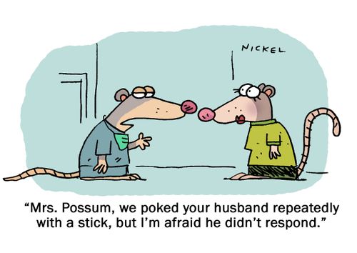 "Mrs. Possum, we poked your husband repeatedly with a stick, but I'm afraid he didn't respond."