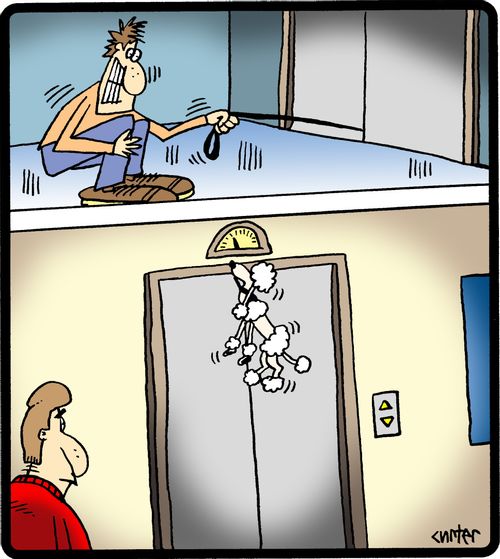 Poodle gets stuck in the elevator.