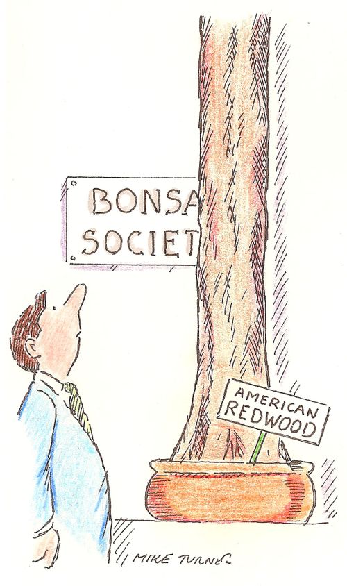 Bonsai Redwood Tree