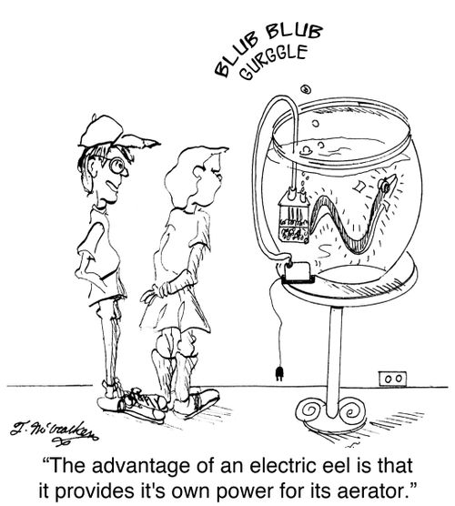 'The advantage of an electric eel is that it provides it's own power for its aerator.'