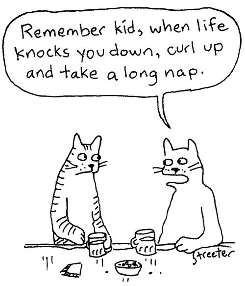 Cat: If life knocks you down, take a nap