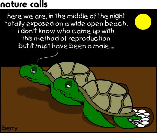 'here we are, in the middle of the night totally exposed on a wide open beach. I don't know who came up with this method of reproduction but it must have been a male.'