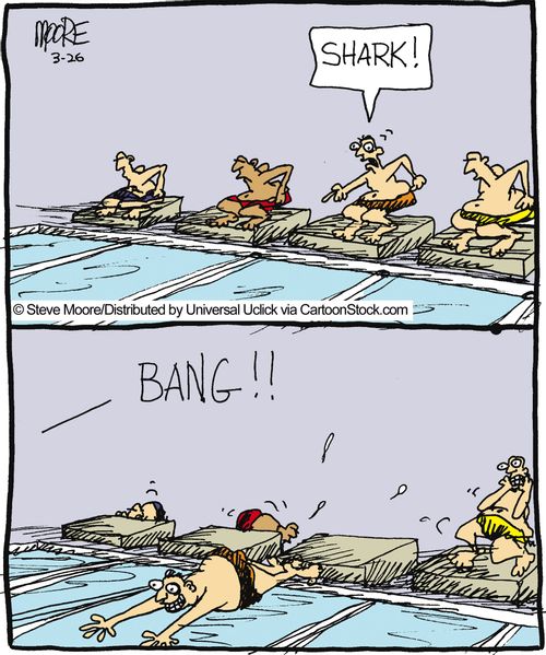 Shark in the swimming pool.