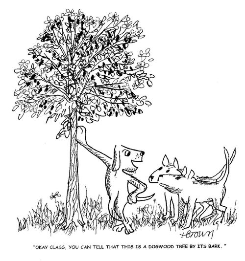 'Okay class, you can tell that this is a dogwood tree by its bark.'