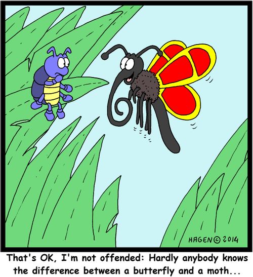'That's OK, I'm not offended: Hardly anybody knows the difference between a butterfly and a moth...'