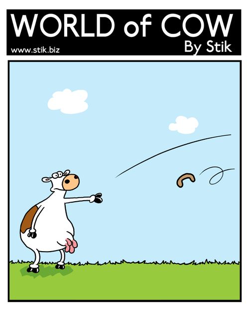 Boomerang cow.