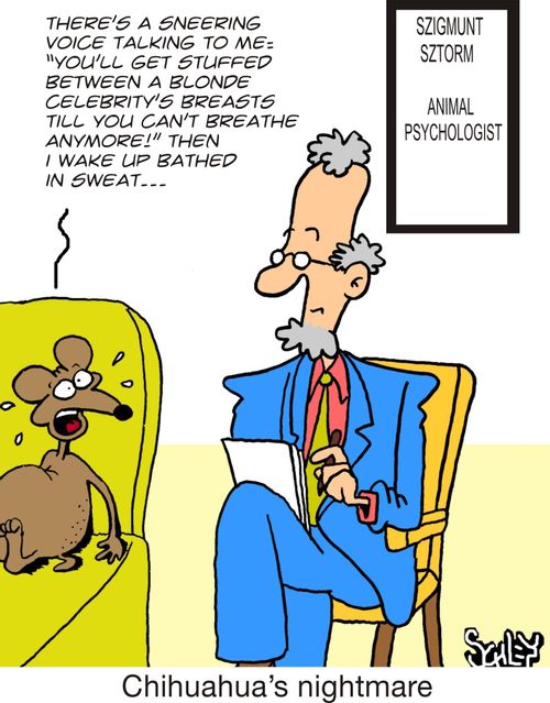 Chihuahua's nightmare: 'There's a sneering voice talking to me: 'You'll get stuffed between a blonde celebrity's breasts till you can't breathe anymore!' Then I wake up bathed in sweat...'