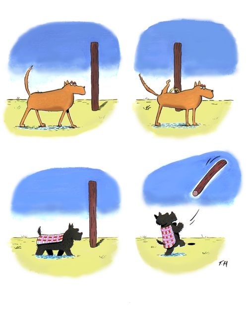 A Scottie dog and his cultural heritage - he sees the opportunity to toss the caber, whereas other dogs see posts as posts