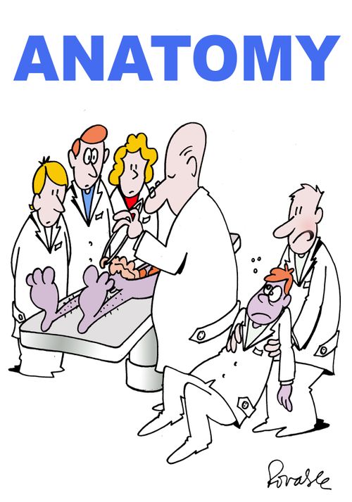 Anatomy.