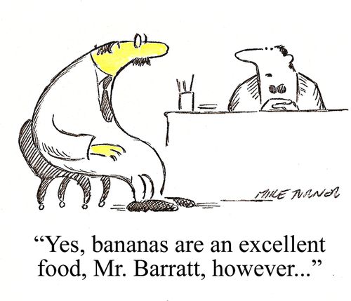 'Yes, bananas are an excellent food, Mr. Barratt, however...'