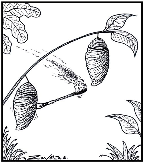 A cocoon about to set fire to the butt of another cocoon.