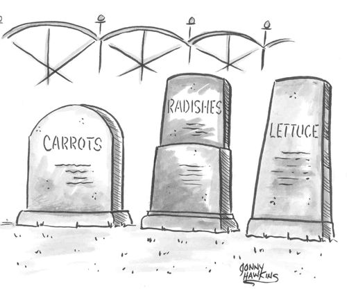 Tombstones have names of vegetables on them.