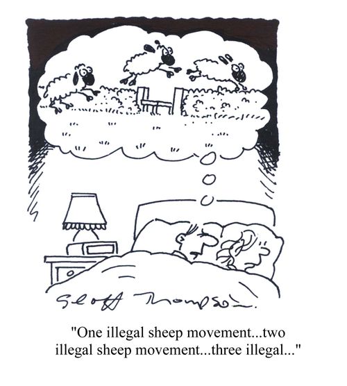 'One illegal sheep movement...two illegal sheep movement...three illegal...'