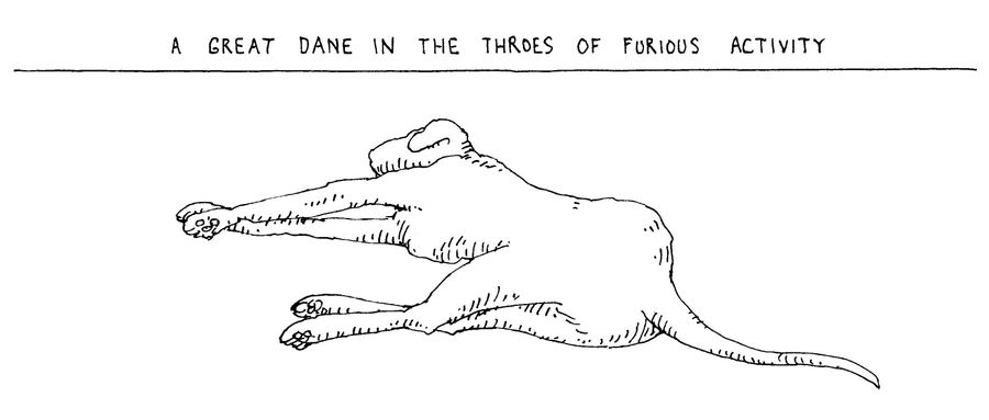 A Great Dane in the throes of furious activity.