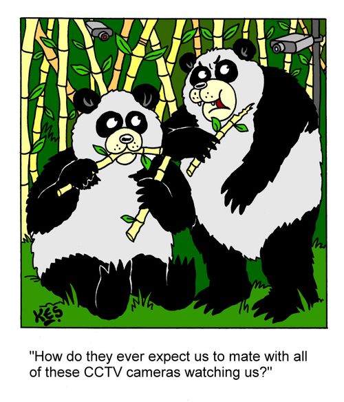 'How do they ever expect us to mate with all of these CCTV cameras watching us?'