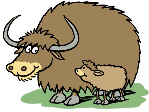 A mother and baby yak