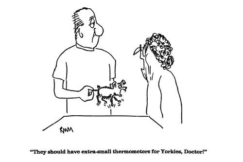 'They should have extra-small thermometers for Yorkies, Doctor!'