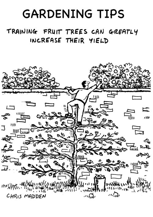 Gardening Tips - training fruit trees can greatly increase their yield