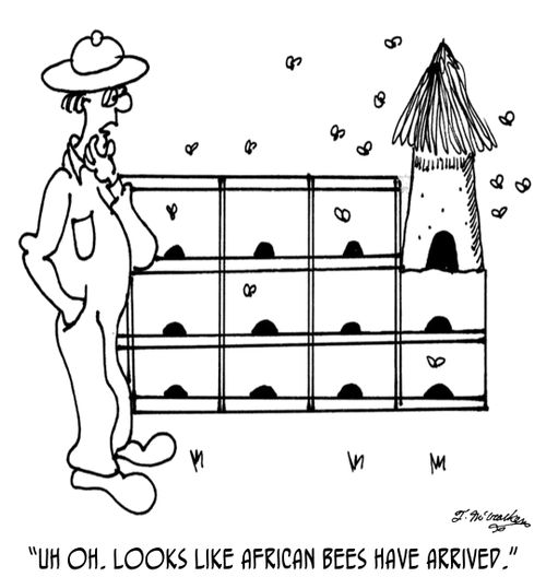 'Uh oh. Looks like African bees have arrived.'