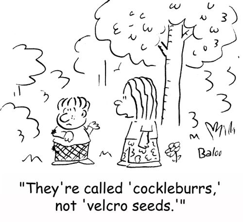 'They're called 'cockleburrs,' not 'velcro seeds.''