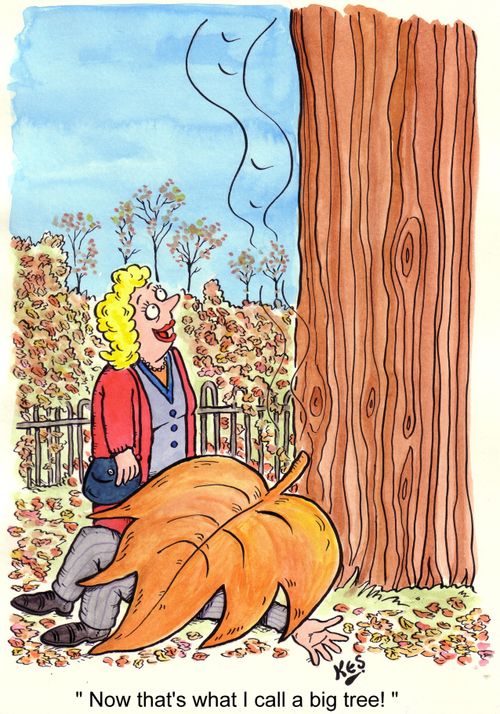 Now that's what I call a big tree.