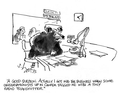 'A good question.  Actually I got into business when some conservationists up in Canada tagged me with a tiny radio transmitter.'