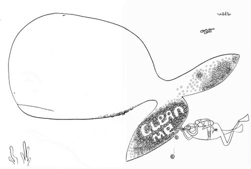 Diver writing 'clean me' into whale's tail.