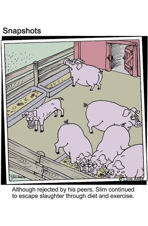 Although rejected by his peers, Slim continued to escape slaughter through diet and exercise.