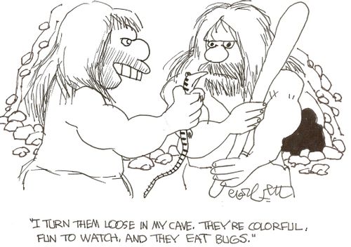 'I turn them loose in my cave.  They're colorful, fun to watch and they eat bugs.'