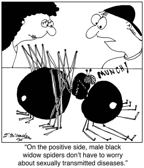 'On the positive side, male black widow spiders don't have to worry about sexually transmitted diseases.'