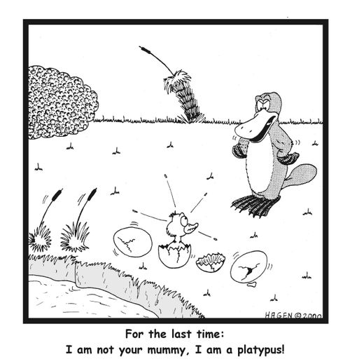 "For the last time: I am not your mummy, I am a platypus!"
